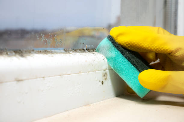 Best Basement Mold Remediation in Avon, PA